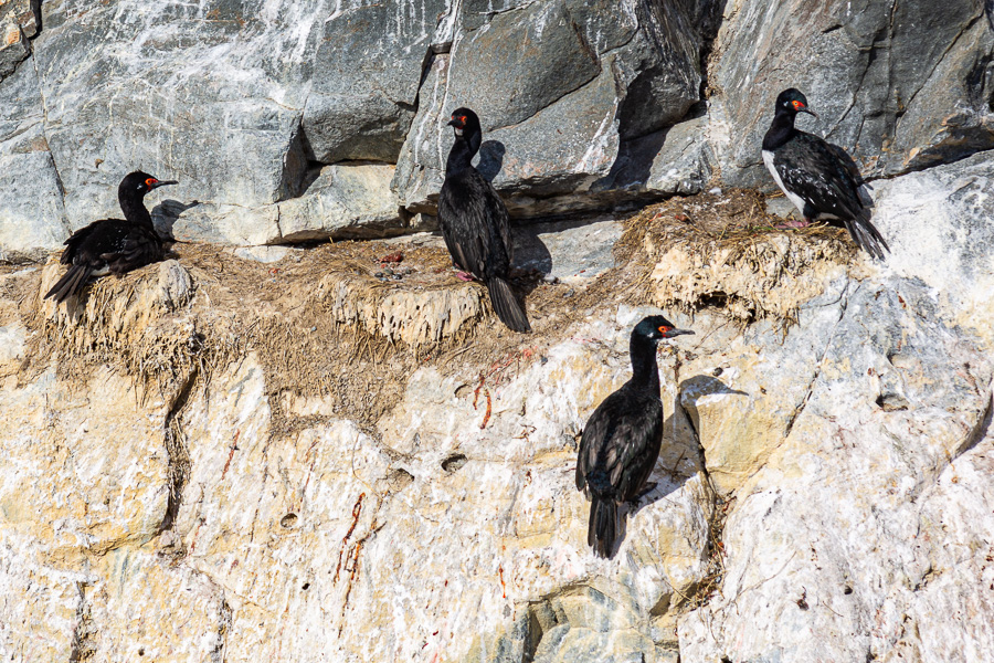 Ushuaia, canal Beagle : colonie de cormorans de Magellan