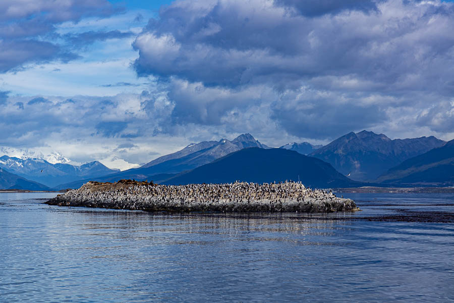 Ushuaia, canal Beagle : colonie d'oiseaux et de lions de mer