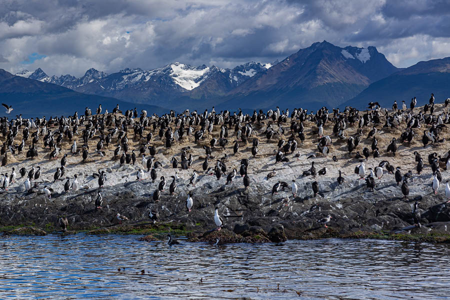 Ushuaia, canal Beagle : colonie d'oiseaux