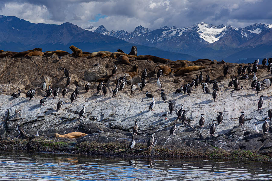 Ushuaia, canal Beagle : colonie d'oiseaux et de lions de mer