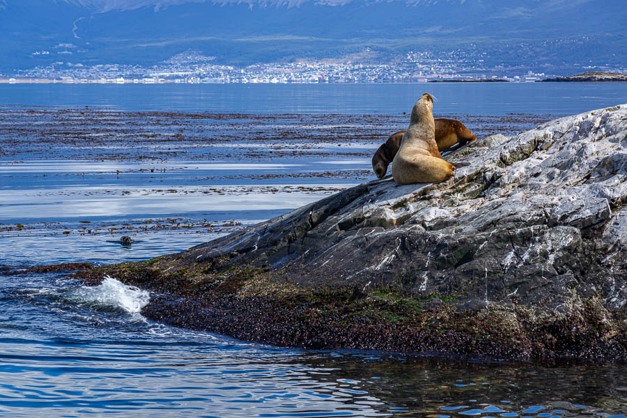 Ushuaia, canal Beagle : lions de mer