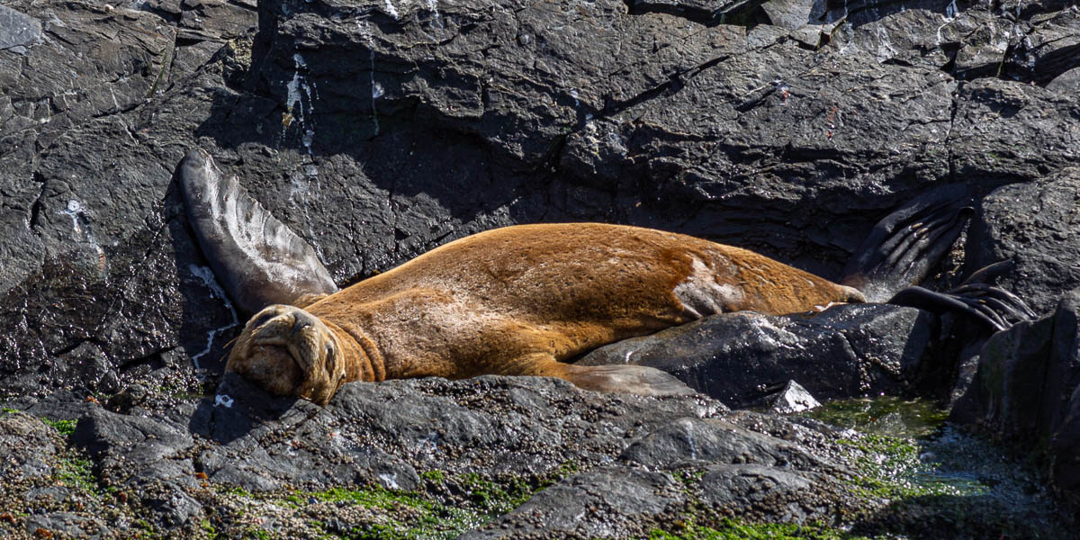 Ushuaia, canal Beagle : lion de mer