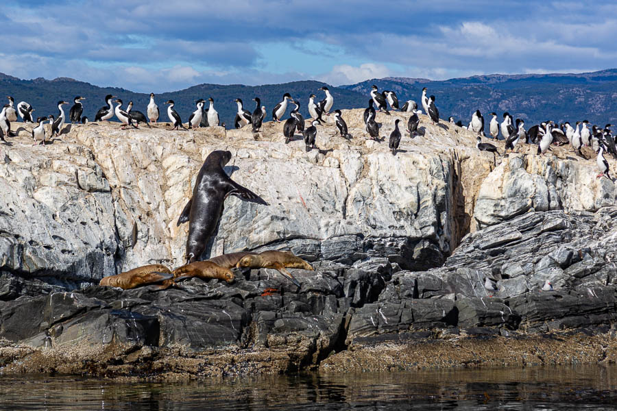 Ushuaia, canal Beagle : lion de mer