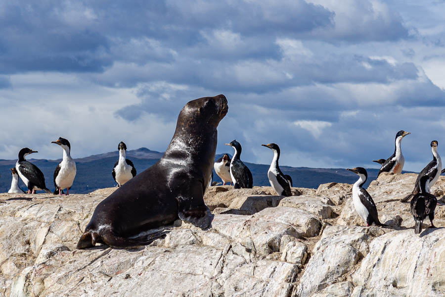 Ushuaia, canal Beagle : lion de mer