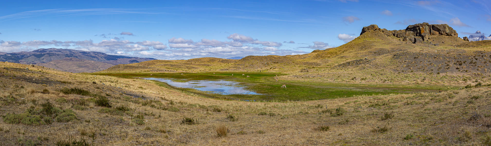 Zone humide et guanacos