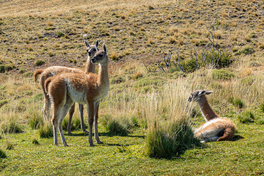 Guanacos