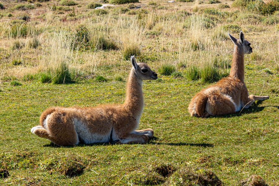 Guanacos