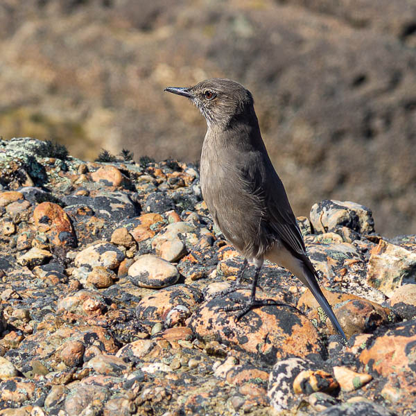 Gaucho à bec noir (Agriornis montanus)
