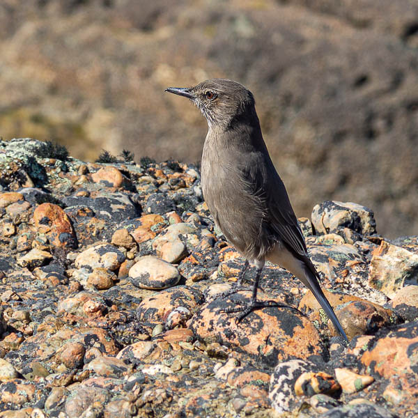 Parc national Torres del Paine : gaucho à bec noir (Agriornis montanus)