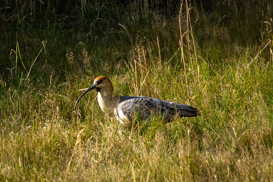 Parc national Torres del Paine : ibis