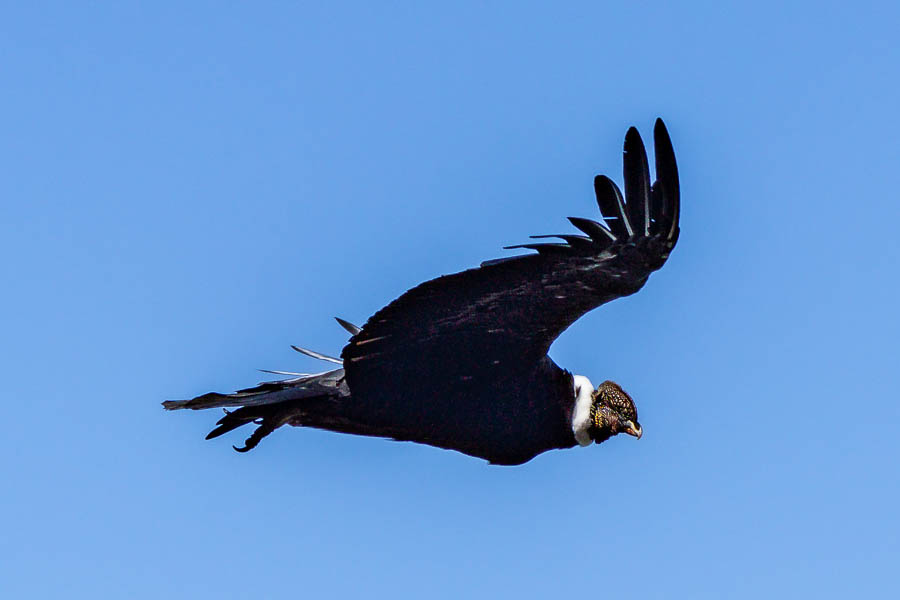 Parc national Torres del Paine : condor