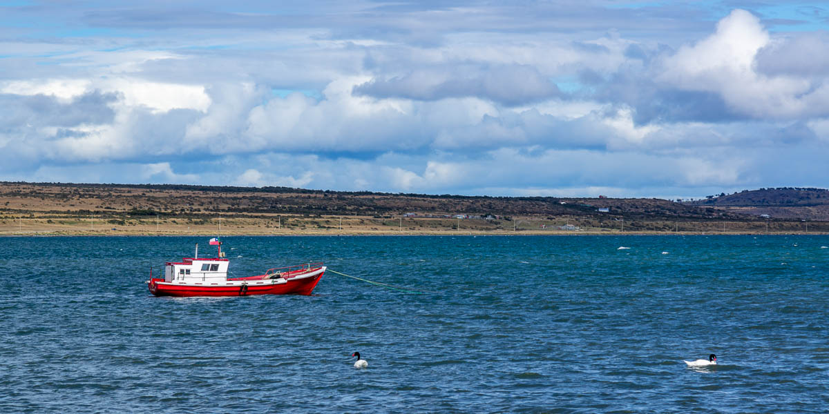 Puerto Natales : bateau et cygnes