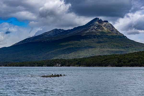 Ushuaia : baie de Lapataia, oiseaux marins et sommet