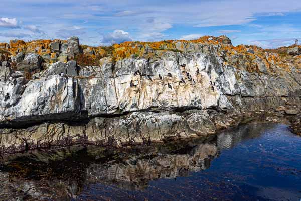 Ushuaia, canal Beagle : colonie de cormorans