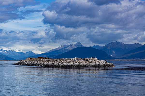 Ushuaia, canal Beagle : oiseaux et lions de mer