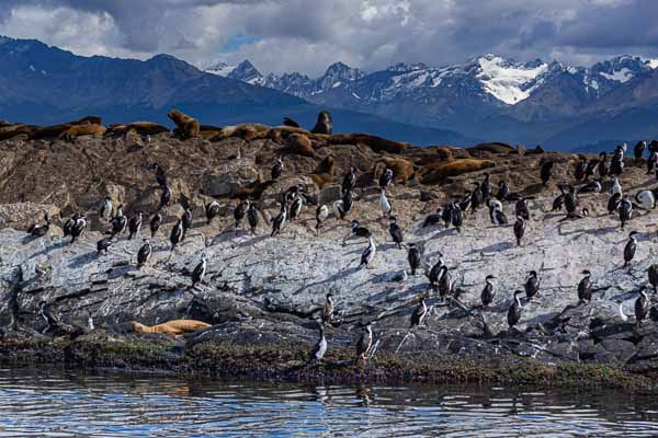 Colonie d'oiseaux et de lions de mer