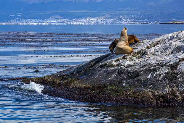 Ushuaia, canal Beagle : lions de mer