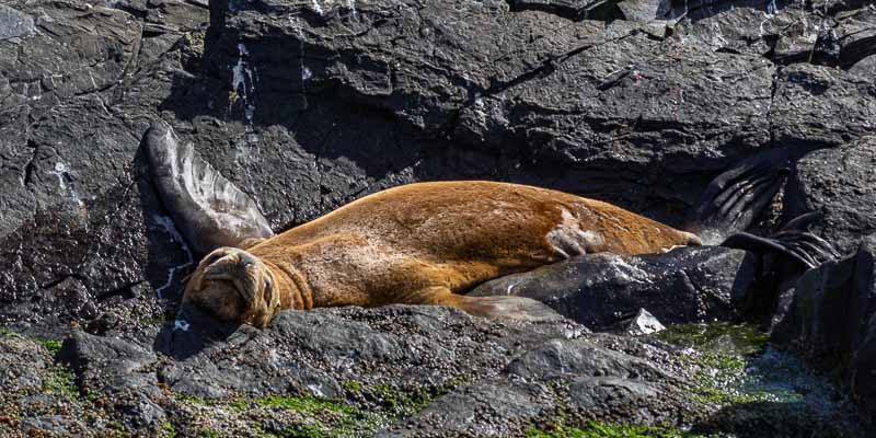 Ushuaia, canal Beagle : lion de mer