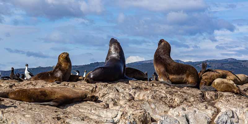 Lions de mer