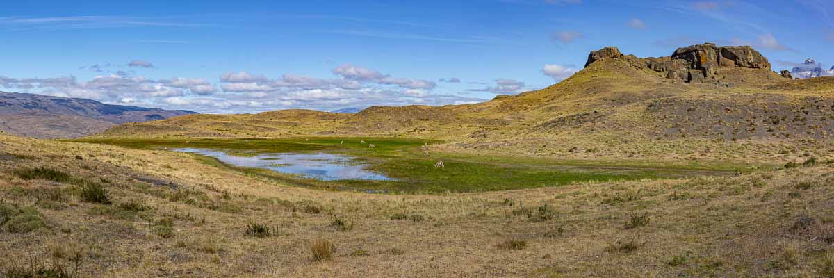 Zone humide et guanacos