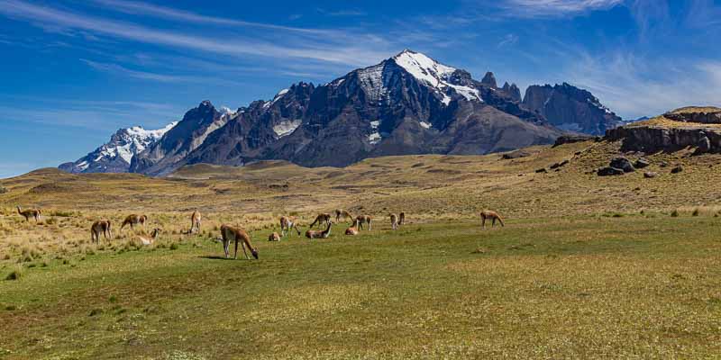 Guanacos et massif du Paine