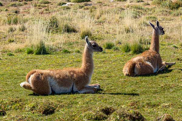 Guanacos