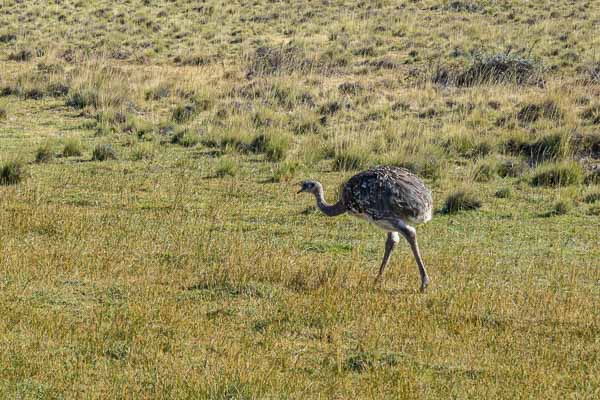 Nandou de Darwin (Rhea pennata)