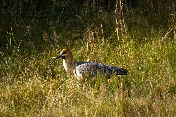 Ibis