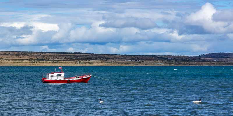 Puerto Natales : bateau de pêche et cygnes