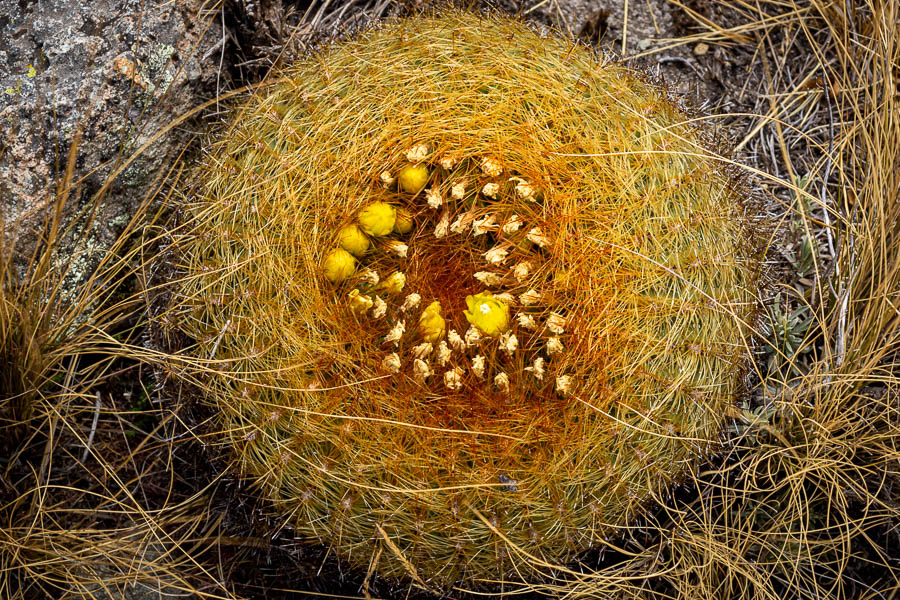 Cactus en fleur