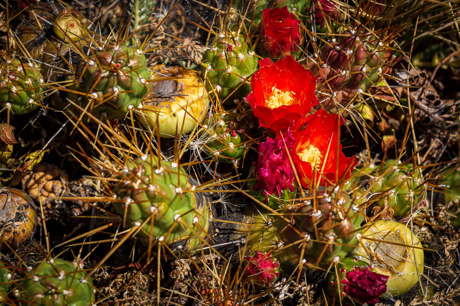 Fleurs de cactus