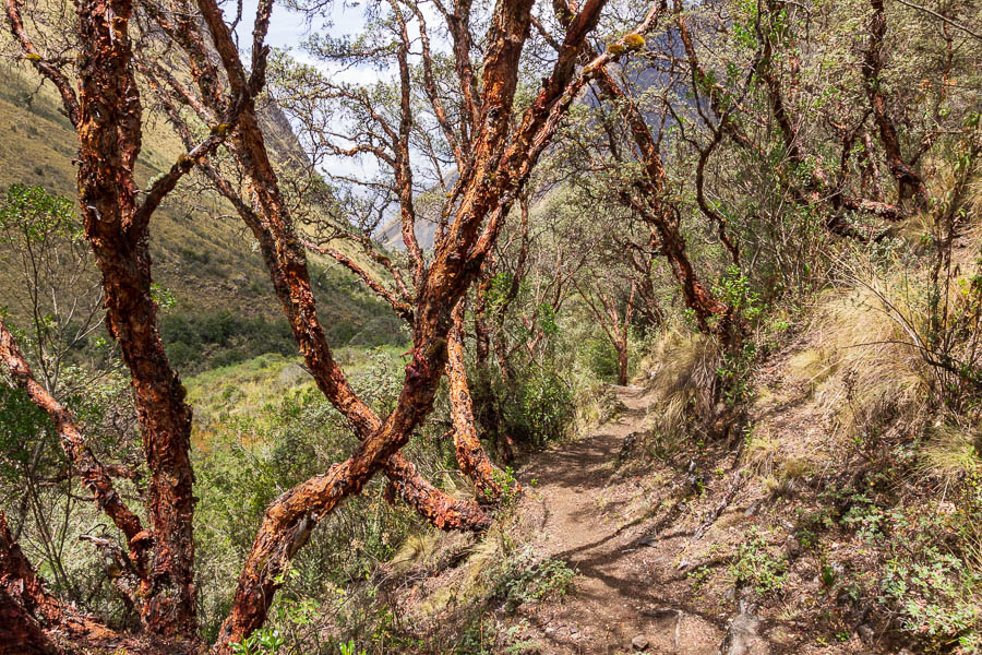 Arbres à papier (Polylepis racemosa)