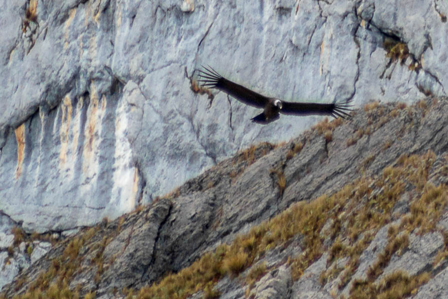 Condor