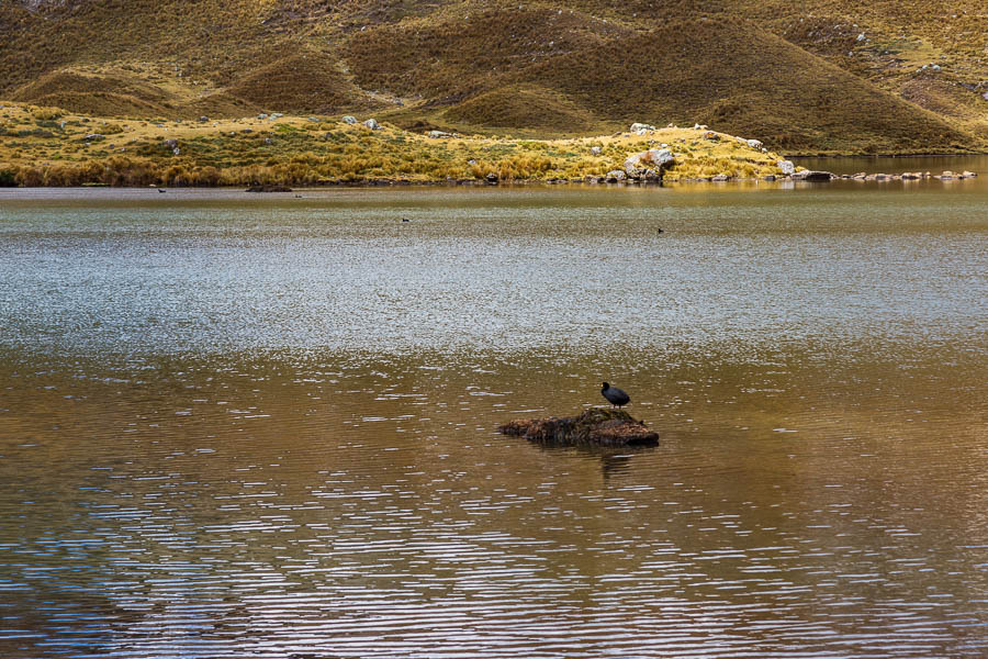 Laguna Carnicero