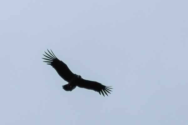 Condor