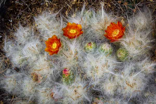 Fleur de cactus