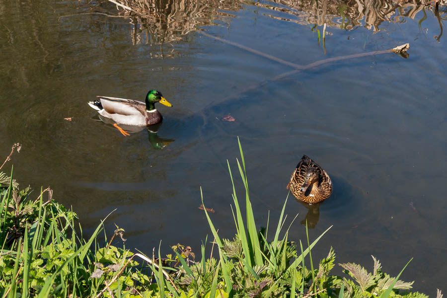 Couple de canards colverts