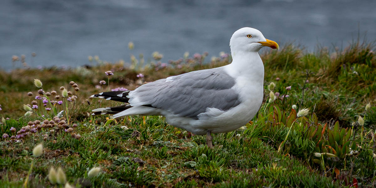Belle-Île, GR 340 : goéland argenté (Larus argentatus)