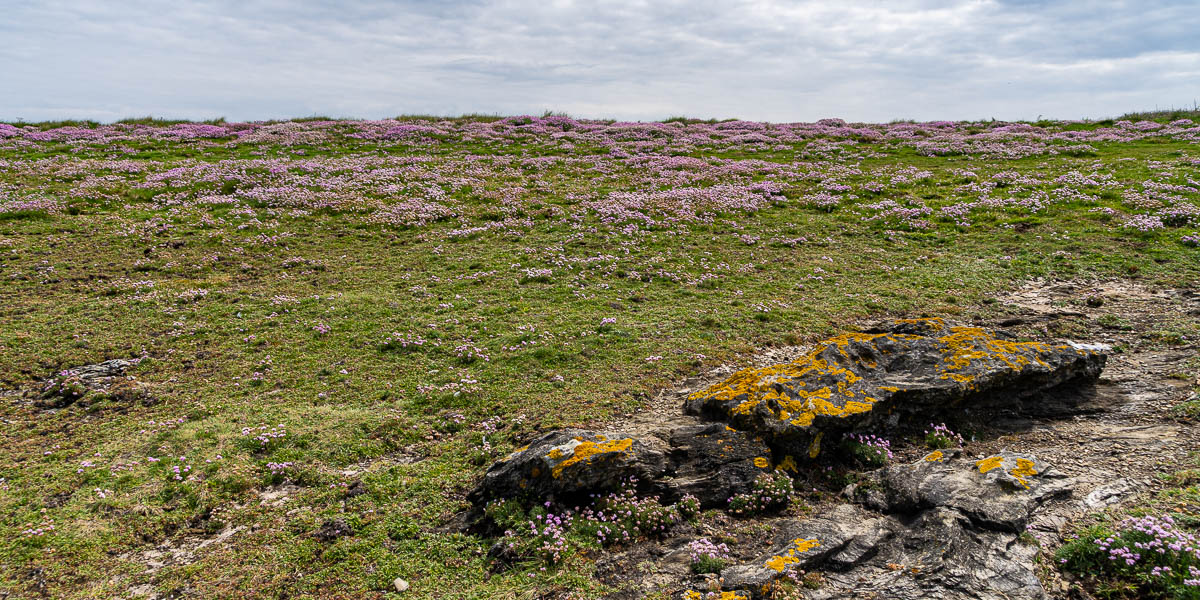 Belle-Île, GR 340 : armérie maritime (Armeria maritima)