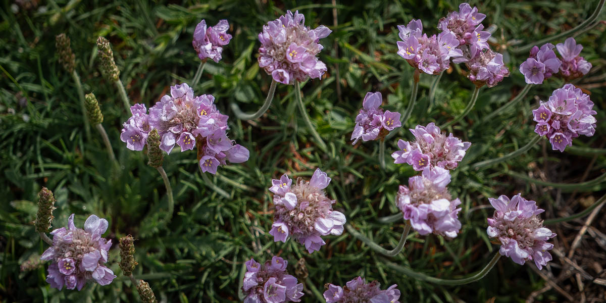 Belle-Île, GR 340 : armérie maritime (Armeria maritima)