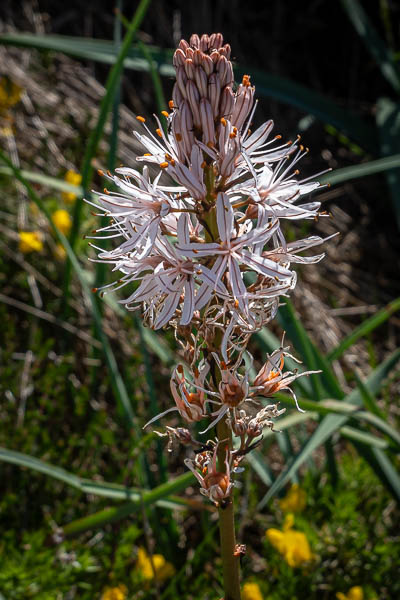 Belle-Île, GR 340 : asphodèle d'Arrondeau (Asphodelus arrondeaui)