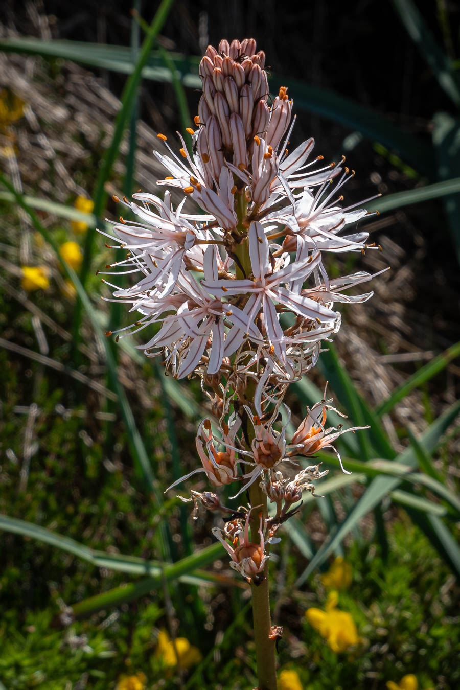 Belle-Île, GR 340 : asphodèle d'Arrondeau (Asphodelus arrondeaui)