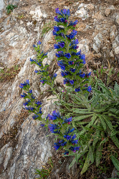 Belle-Île, GR 340 : vipérine commune (Echium vulgare)