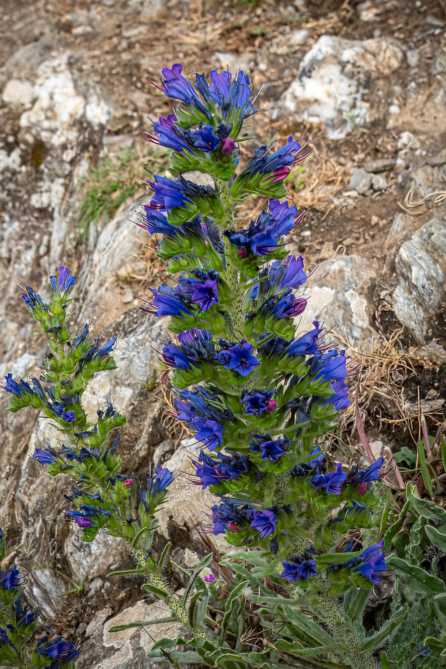 Belle-Île, GR 340 : vipérine commune (Echium vulgare)