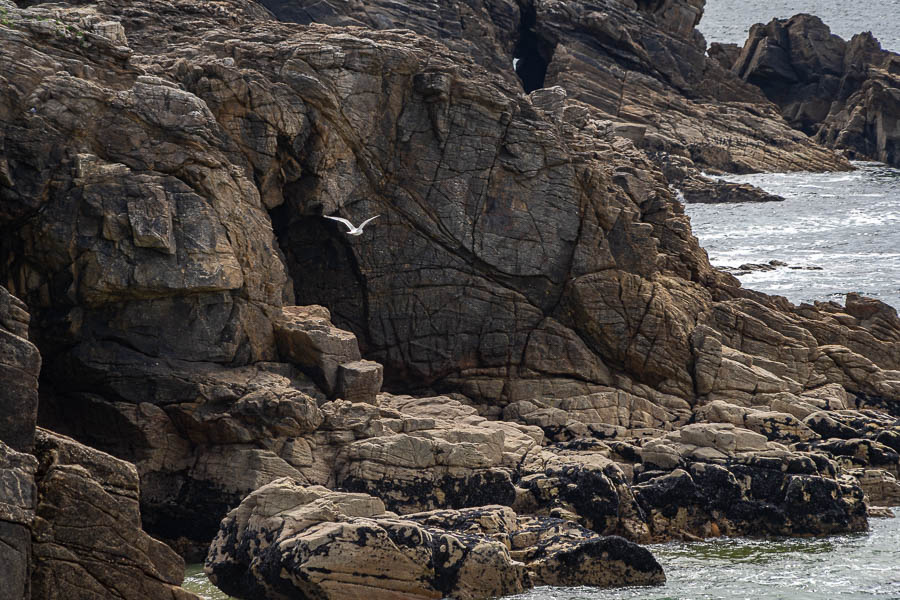 GR 34, Côte Sauvage de Quiberon, pointe de port Stang : goéland et rochers