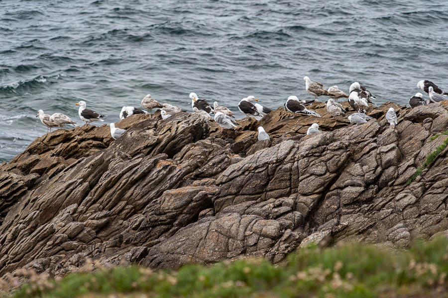 GR 34, Côte Sauvage de Quiberon : colonie de goélands argentés (Larus argentatus)