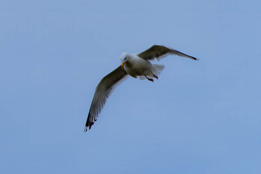 GR 34, Côte Sauvage de Quiberon : goéland argenté (Larus argentatus)