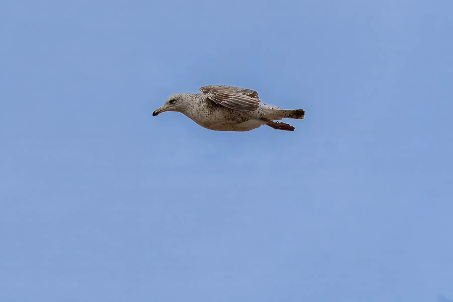 GR 34, Côte Sauvage de Quiberon : goéland argenté (Larus argentatus) juvénile