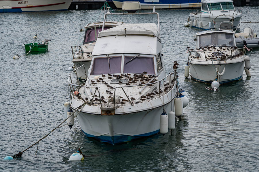 GR 34, Quiberon, Port-Maria : tournepierres à collier (Arenaria interpres) sur des bateaux