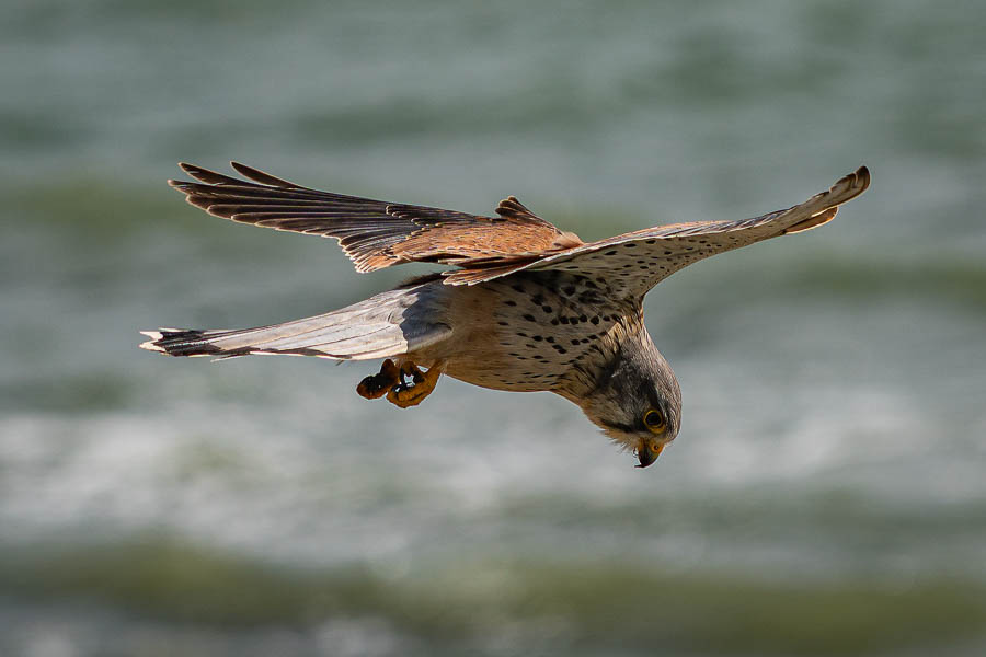 GR 34, Quiberon, Saint-Julien : faucon crécerelle (Falco tinnunculus) en vol stationnaire